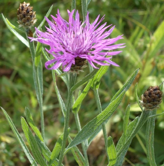 Pflanzenbild gross Schmalblättrige Wiesen-Flockenblume - Centaurea jacea subsp. angustifolia