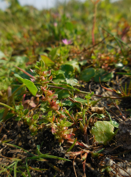 Pflanzenbild gross Kleinling - Anagallis minima