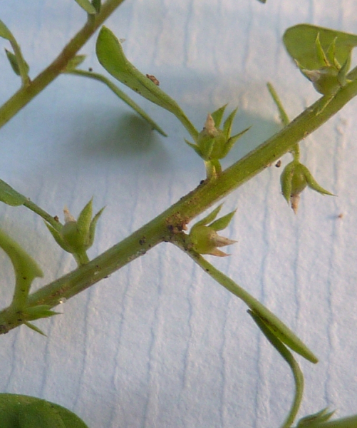 Pflanzenbild gross Kleinling - Anagallis minima