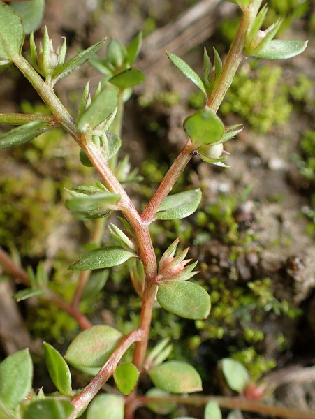 Pflanzenbild gross Kleinling - Anagallis minima