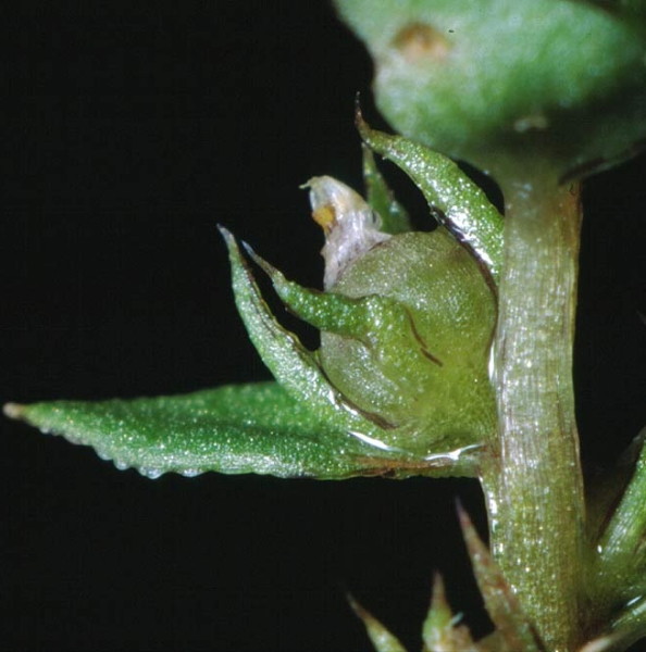 Pflanzenbild gross Kleinling - Anagallis minima