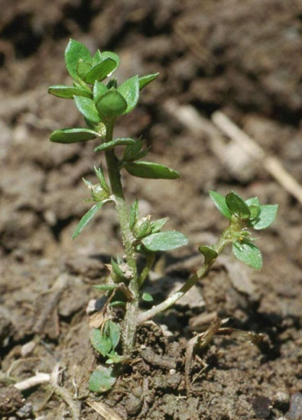 Pflanzenbild gross Kleinling - Anagallis minima