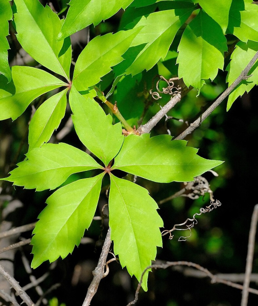 Pflanzenbild gross Gewöhnliche Jungfernrebe - Parthenocissus inserta