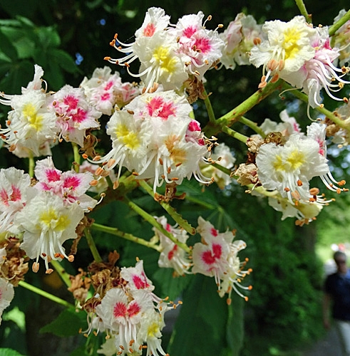 Pflanzenbild gross Rosskastanie - Aesculus hippocastanum