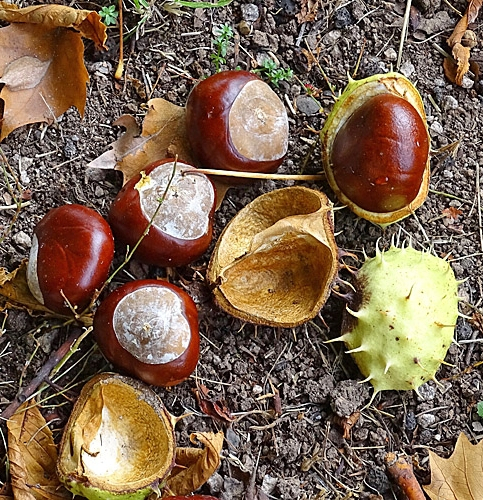 Pflanzenbild gross Rosskastanie - Aesculus hippocastanum
