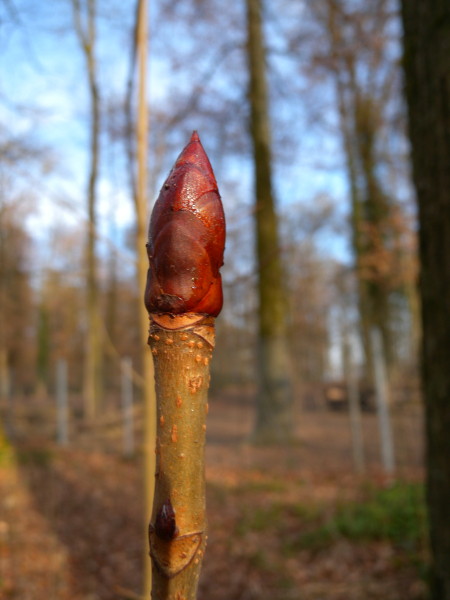 Pflanzenbild gross Rosskastanie - Aesculus hippocastanum