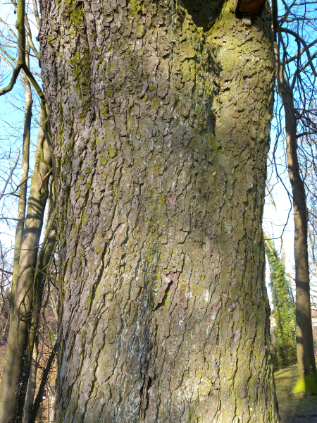 Pflanzenbild gross Rosskastanie - Aesculus hippocastanum