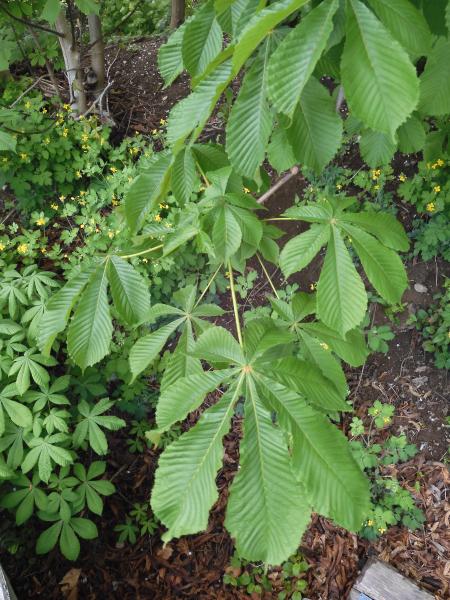 Pflanzenbild gross Rosskastanie - Aesculus hippocastanum