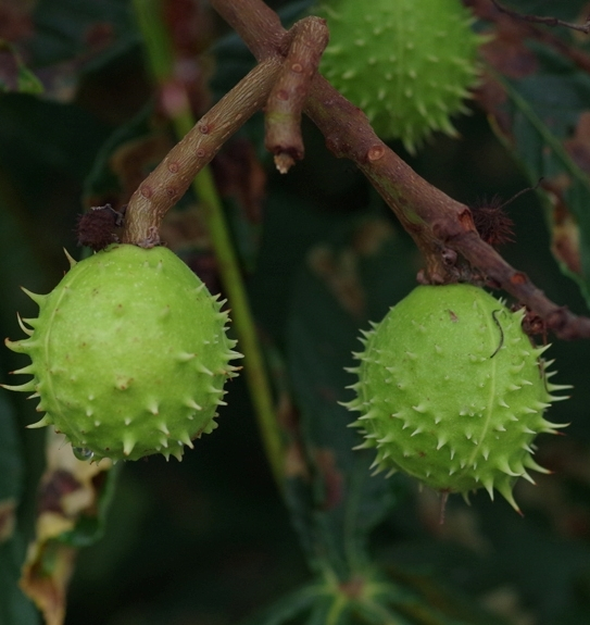 Pflanzenbild gross Rosskastanie - Aesculus hippocastanum