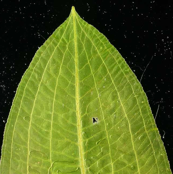Pflanzenbild gross Glänzendes Laichkraut - Potamogeton lucens