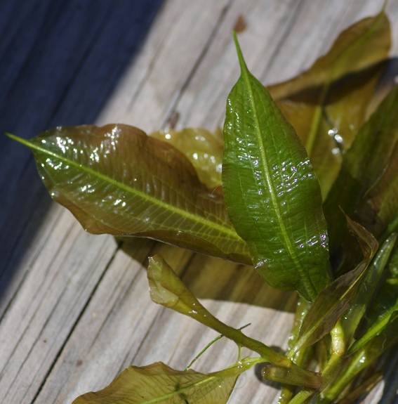 Pflanzenbild gross Glänzendes Laichkraut - Potamogeton lucens