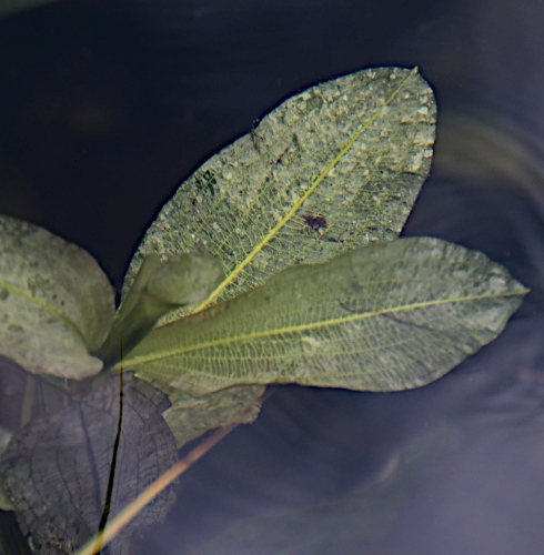 Pflanzenbild gross Glänzendes Laichkraut - Potamogeton lucens