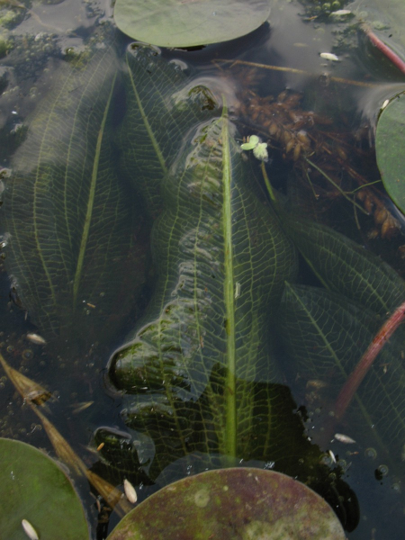 Pflanzenbild gross Glänzendes Laichkraut - Potamogeton lucens