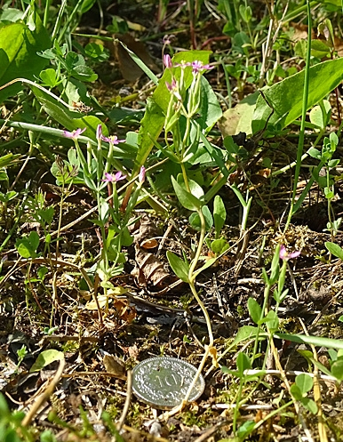 Pflanzenbild gross Kleines Tausendgüldenkraut - Centaurium pulchellum