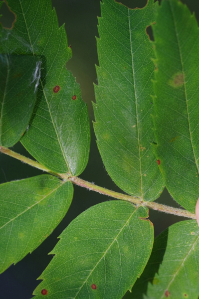 Pflanzenbild gross Speierling - Sorbus domestica