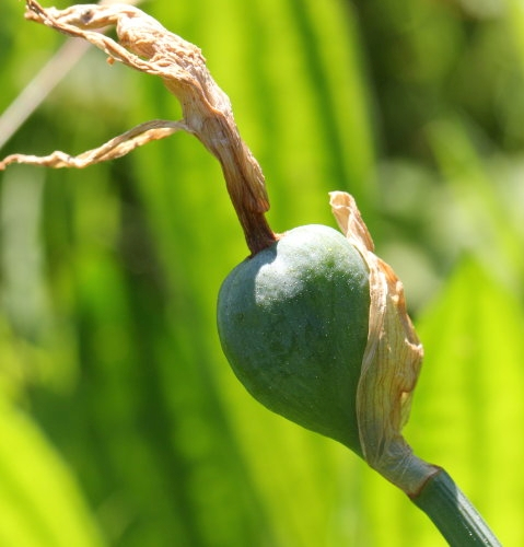 Pflanzenbild gross Osterglocke - Narcissus pseudonarcissus