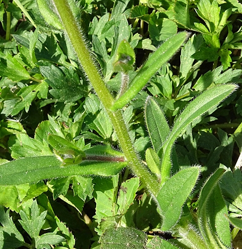 Pflanzenbild gross Acker-Vergissmeinnicht - Myosotis arvensis