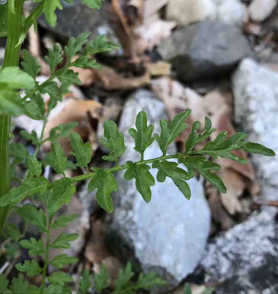Pflanzenbild gross Spring-Schaumkraut - Cardamine impatiens