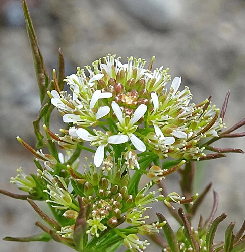 Pflanzenbild gross Spring-Schaumkraut - Cardamine impatiens