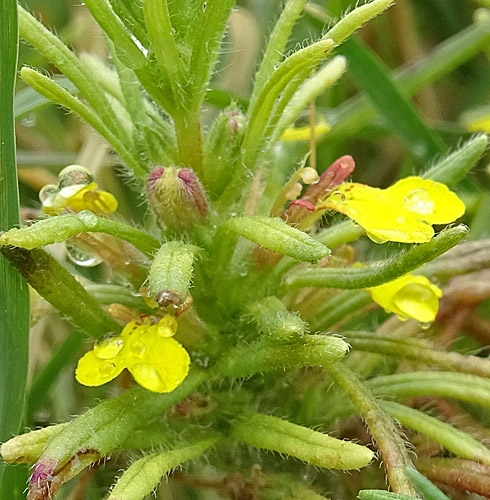 Pflanzenbild gross Gelber Günsel - Ajuga chamaepitys