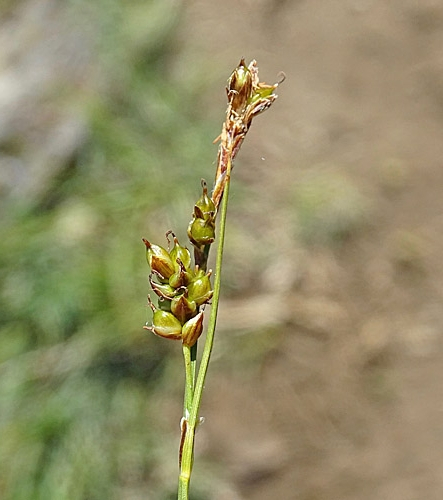 Pflanzenbild gross Glanz-Segge - Carex liparocarpos