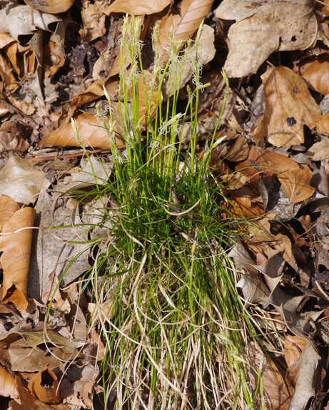 Pflanzenbild gross Weisse Segge - Carex alba