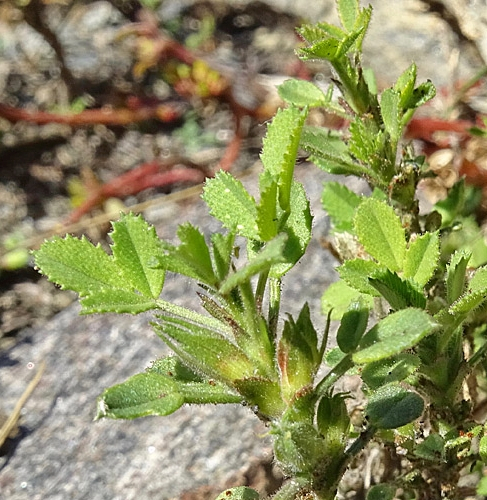 Pflanzenbild gross Zierliche Hauhechel - Ononis pusilla