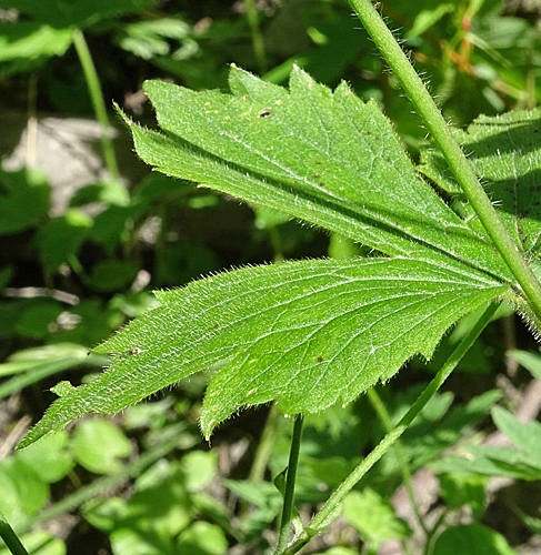 Pflanzenbild gross Wolliger Hahnenfuss - Ranunculus lanuginosus