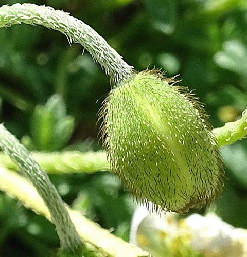Pflanzenbild gross Sendtners Alpen-Mohn - Papaver sendtneri