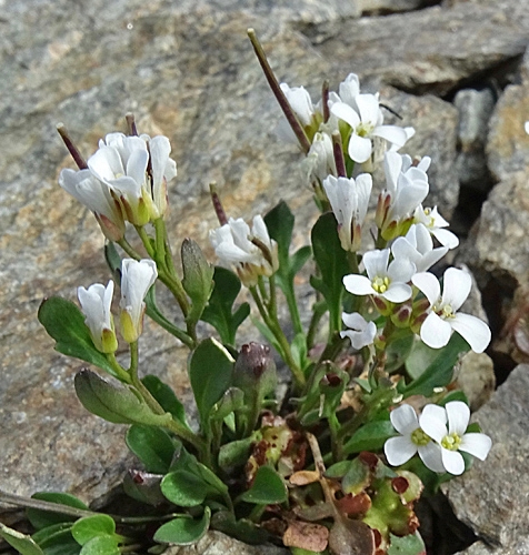 Pflanzenbild gross Resedablättriges Schaumkraut - Cardamine resedifolia