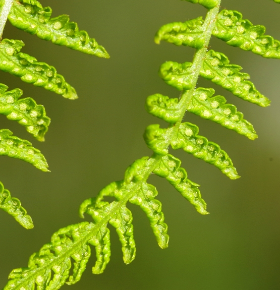 Pflanzenbild gross Gebirgs-Frauenfarn - Athyrium distentifolium