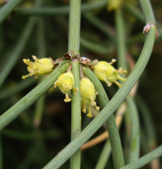 Pflanzenbild gross Schweizer Meerträubchen - Ephedra helvetica