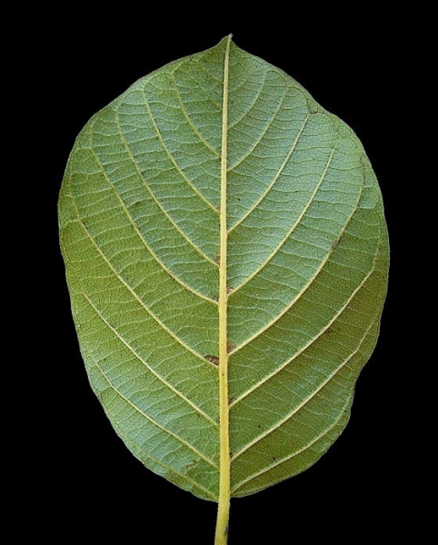 Pflanzenbild gross Faulbaum - Frangula alnus