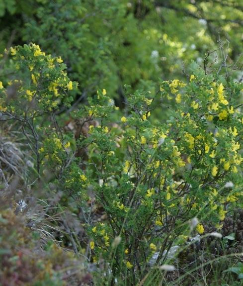 Pflanzenbild gross Strauchwicke - Hippocrepis emerus