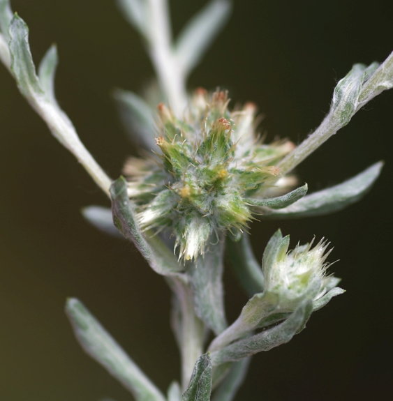 Pflanzenbild gross Acker-Filzkraut - Filago arvensis