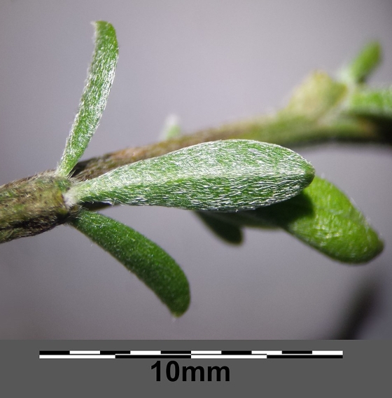 Pflanzenbild gross Behaarter Ginster - Genista pilosa