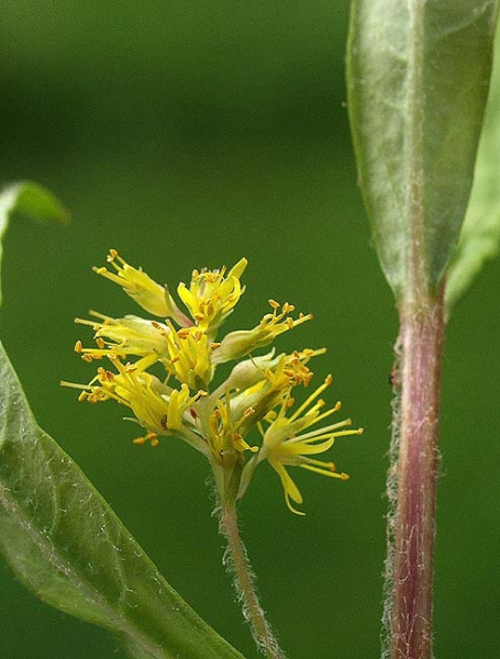 Pflanzenbild gross Strauss-Gilbweiderich - Lysimachia thyrsiflora
