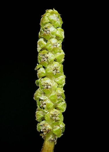 Pflanzenbild gross Schwimmendes Laichkraut - Potamogeton natans