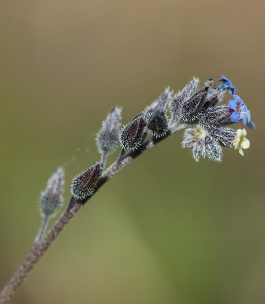 Pflanzenbild gross Buntes Vergissmeinnicht - Myosotis discolor