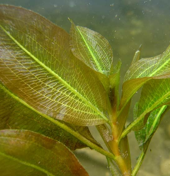 Pflanzenbild gross Glänzendes Laichkraut - Potamogeton lucens