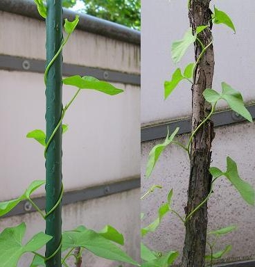 Pflanzenbild gross Echte Zaunwinde - Calystegia sepium