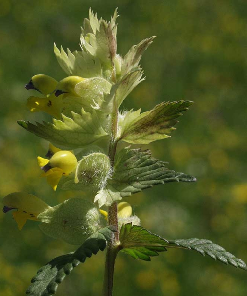 Pflanzenbild gross Zottiger Klappertopf - Rhinanthus alectorolophus