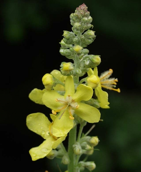 Pflanzenbild gross Lampen-Königskerze - Verbascum lychnitis