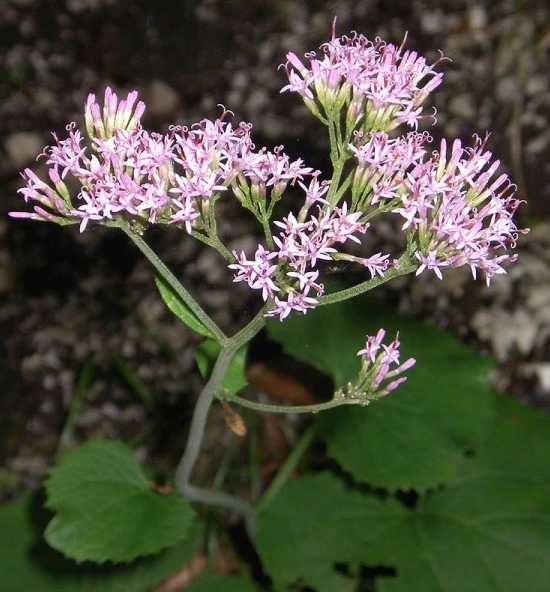 Pflanzenbild gross Kahler Alpendost - Adenostyles alpina