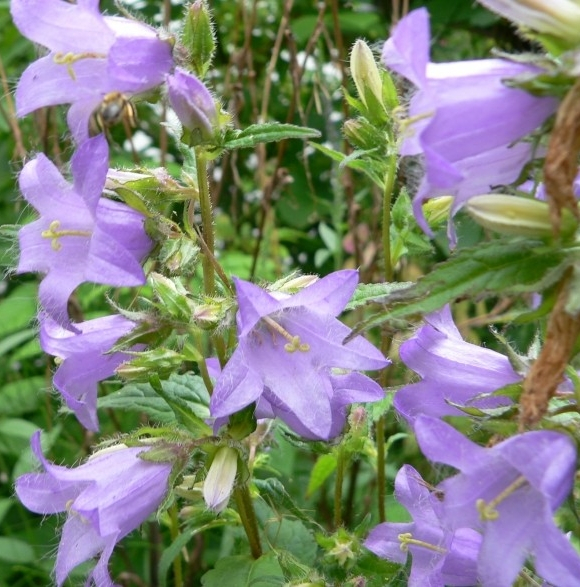 Pflanzenbild gross Nesselblättrige Glockenblume - Campanula trachelium