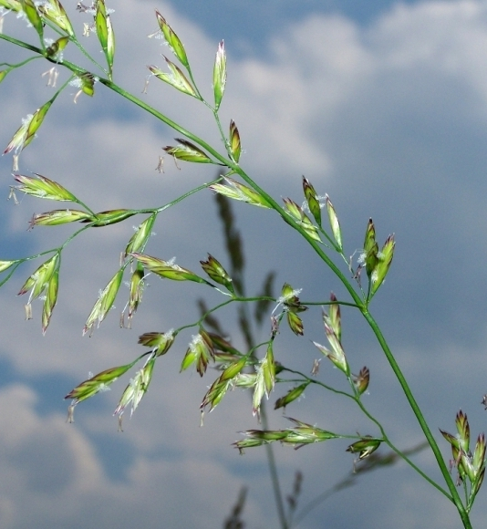 Pflanzenbild gross Wiesen-Schwingel - Festuca pratensis