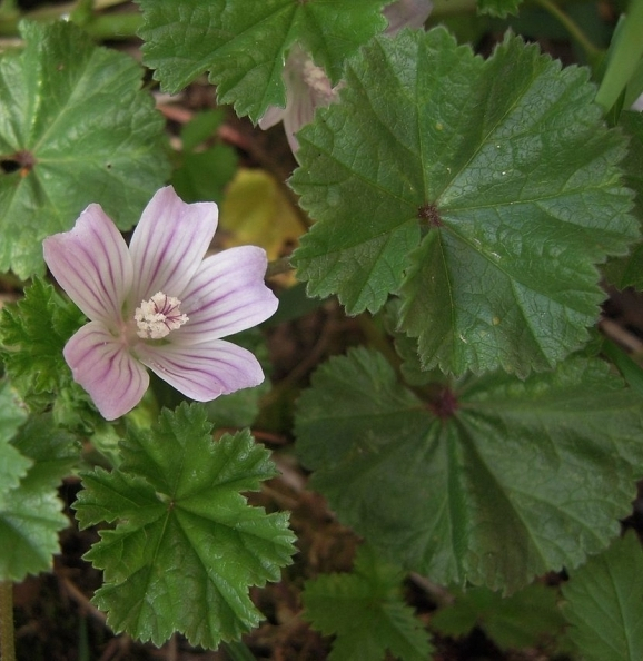 Pflanzenbild gross Kleine Malve - Malva neglecta