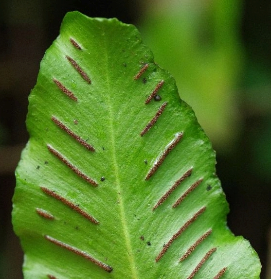 Pflanzenbild gross Hirschzunge - Phyllitis scolopendrium