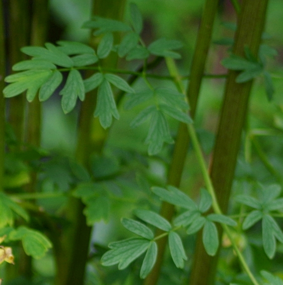 Pflanzenbild gross Gelbe Wiesenraute - Thalictrum flavum