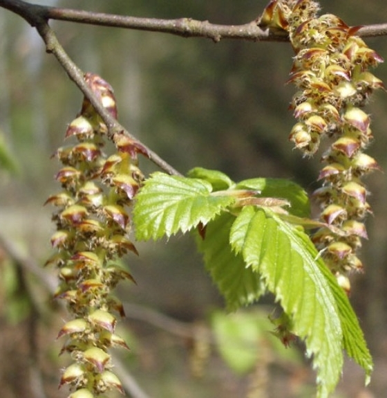 Pflanzenbild gross Hagebuche - Carpinus betulus